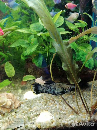 Мальки моллинезии(живородящие рыбки)