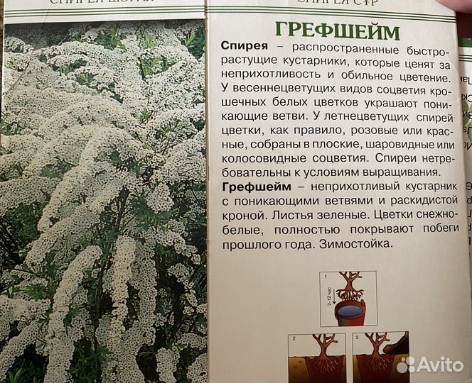 Лапчатка и др