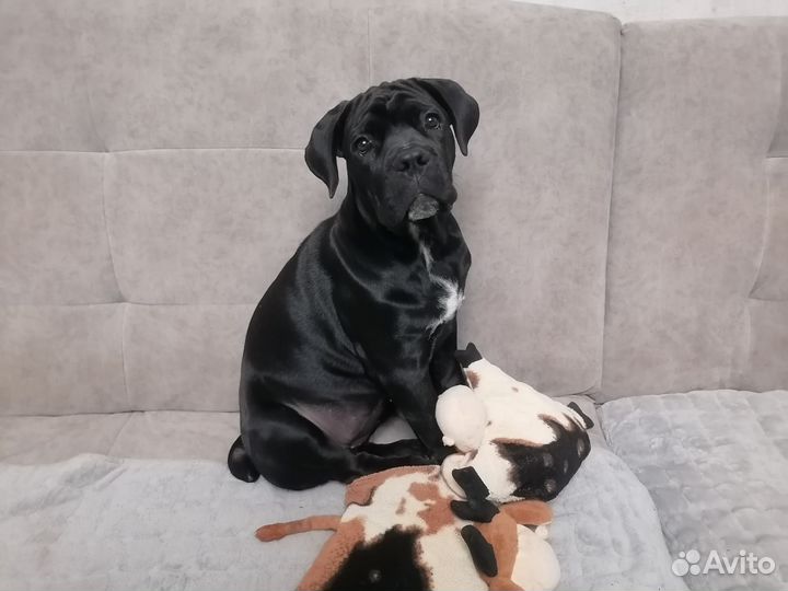 Щенок кане корсо