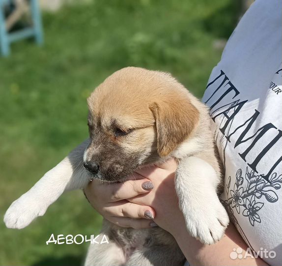 Щенки алабая бесплатно