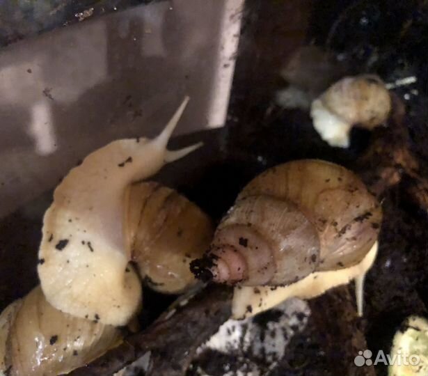 Улитки ахатины бесплатно