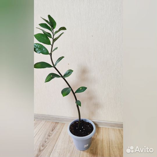 Замиокулькас