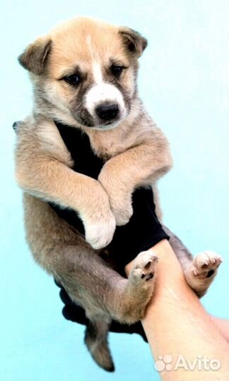 Малыши в дар