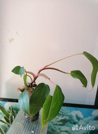 Филодендрон Медуза