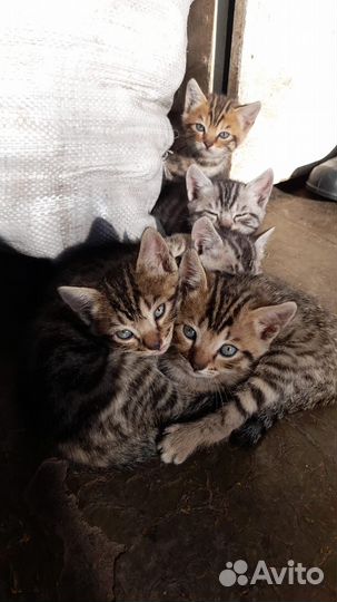 Бенгалские котята с британцем (метисы)