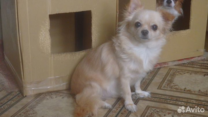 Длинношерстные чихуахуа