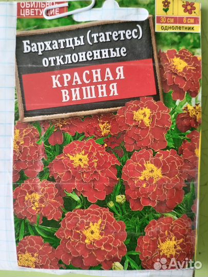 Рассада бархатцы