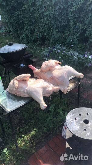 Мясо кур, мясо индейки
