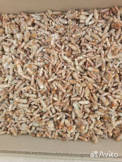 Почки сосны