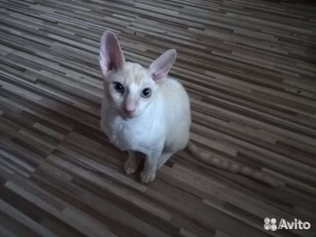 Ангорская кошечка