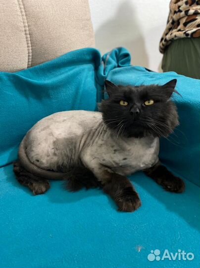 Нужен дом / передержка коту