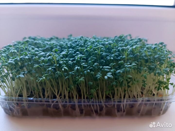 Микрозелень