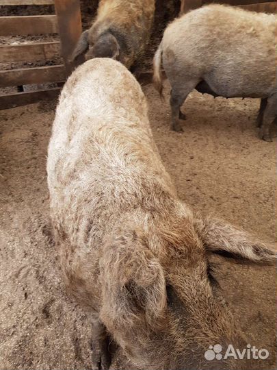 Мясо свинина Венгерская монгалица