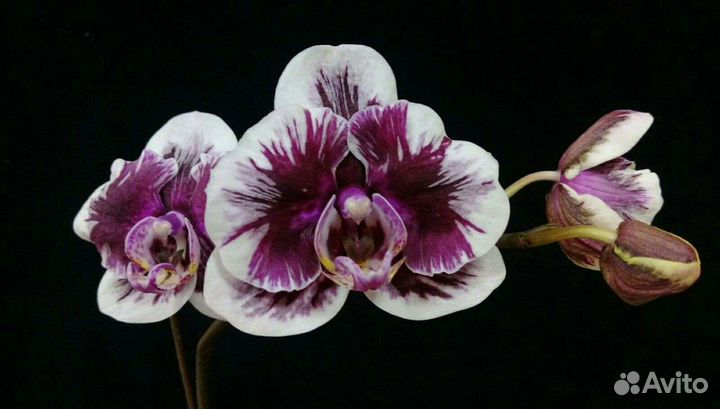 Орхидея фаленопсис вуду (Voo Doo)