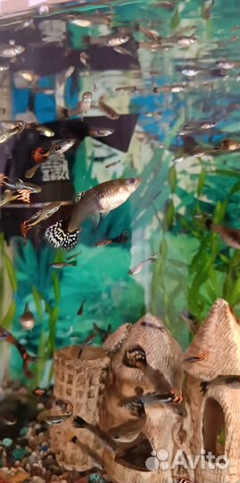 Мальки гуппи