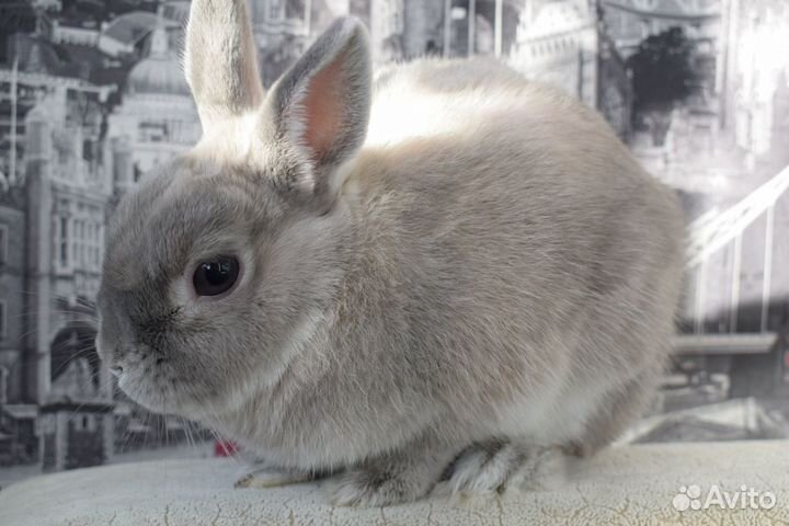 Кролик для вязки