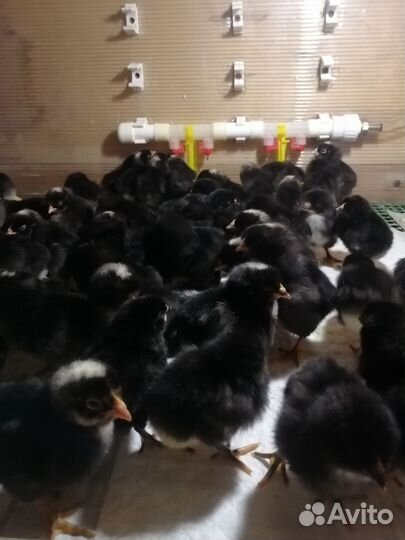 Цыплята, утята, гусята, индюшата