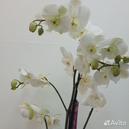 Орхидея