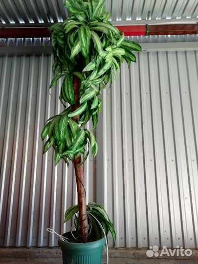 Интерьерная Пальма Юкка