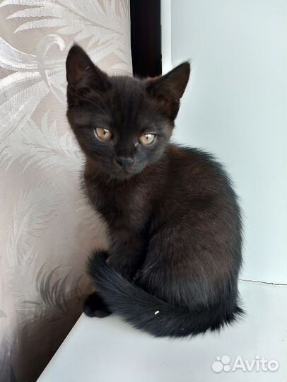 Кошки в добрые руки бесплатно