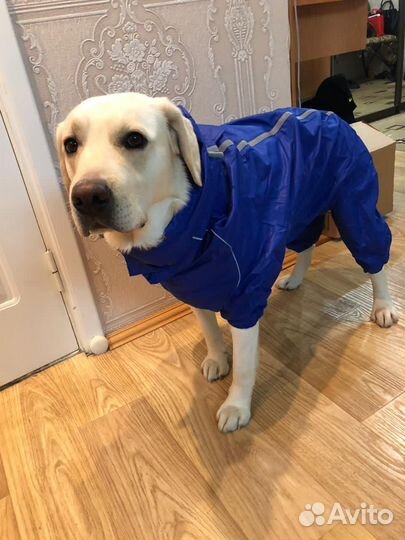 Дождевик для собаки