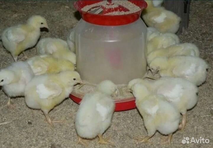 Цыплята бройлеры кобб 500.кобб 700. Росс 308