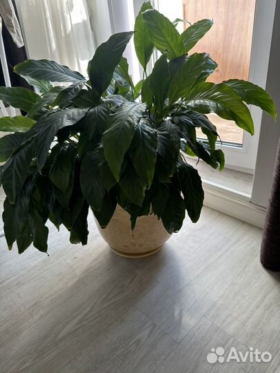 Спатифиллум