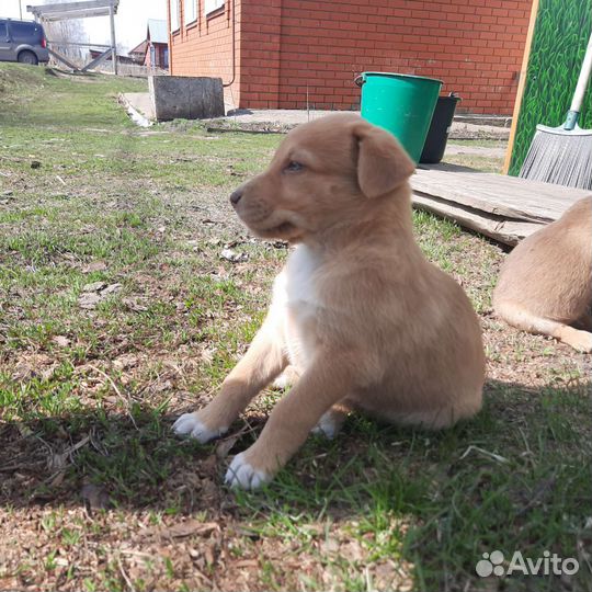 Щенок русской гончей