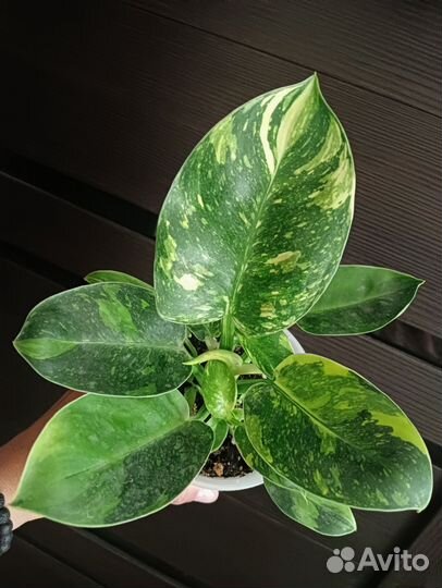 Филодендрон конго грин марбл
