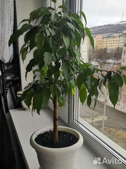 Фикус бенджамина