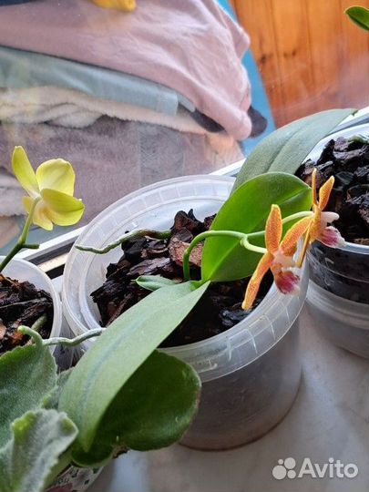 Детка орхидеи мистерпис арома