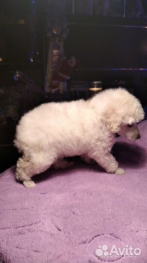 Щенки той пуделя