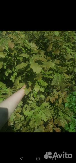 Дуб черешчатый