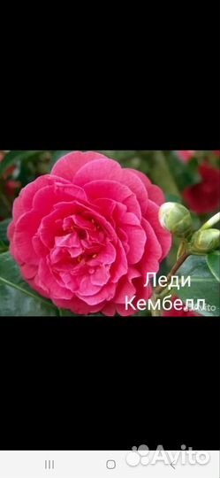 Камелия саженцы