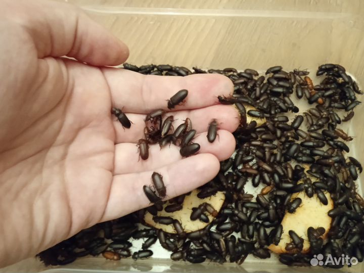 Кормовые насекомые (сверчки, зофобас и др.)