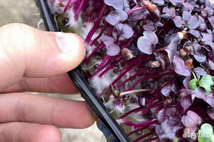 Семечки горчицы, лука, гороха в розницу и оптом