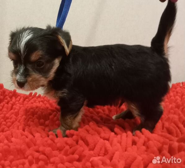 Йоркширский терьер