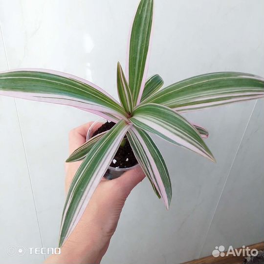 Традесканция рэо триколор