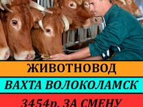 Скотник на ферму Вахта/Волоколамск