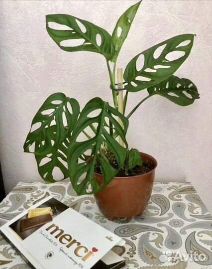 Комнатные декоративные растения