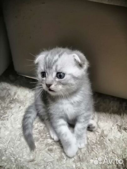 Британская