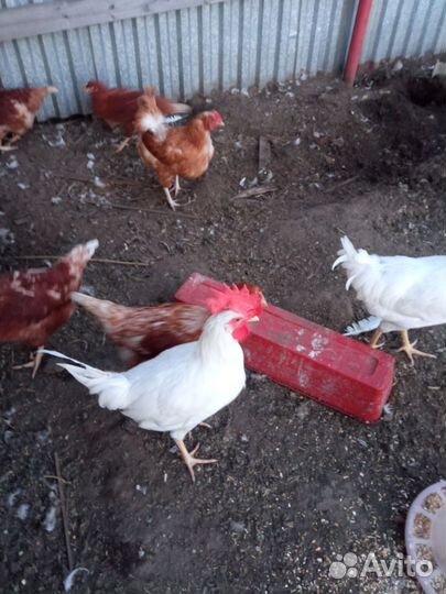 Куры молодки