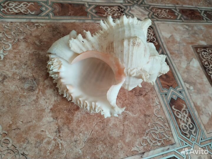 Ракушки морские