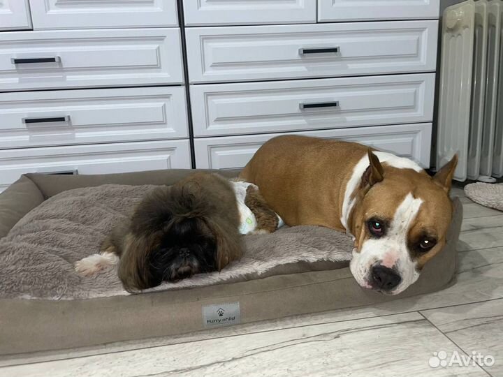 Собака в добрые руки