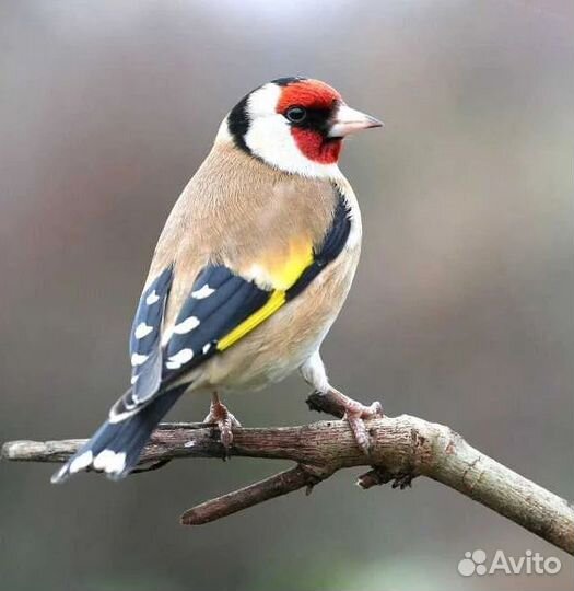 Лесные птицы