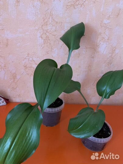 Разные отростки комнатных растений