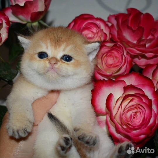 Клубные британцы золотая шиншилла