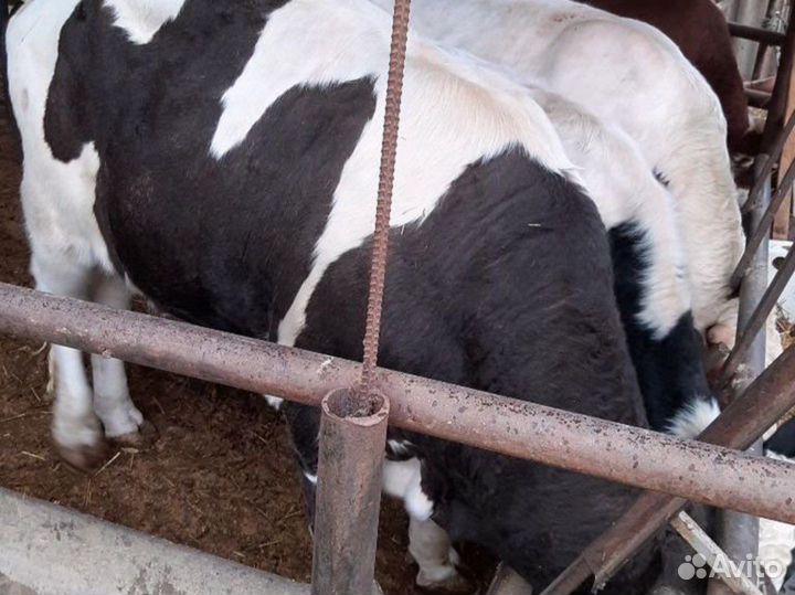 Бычки телята