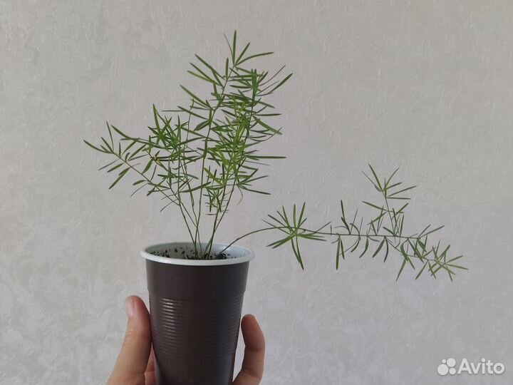 Аспарагус шпренгера