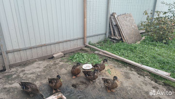 Утки подсадные